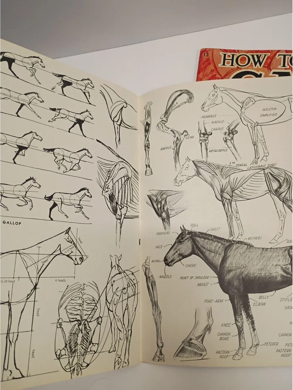 *2*  VINTAGE Large Books-How To Draw Horses & How To Draw Cats by WALTER FOSTER
